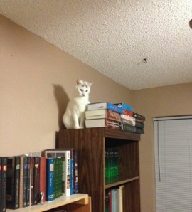 She loves to be up high.